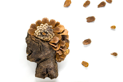 Framed Sculpture, Cacique (SOLD)